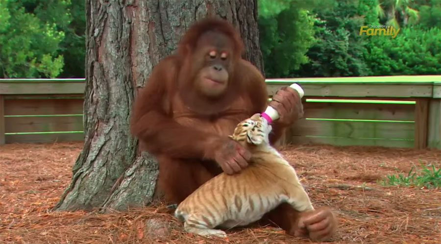 Este orangutan vio como los cuidadores se ocupan de los cachorros de tigre y ¡AHORA ÉL ES EL CUIDADOR!