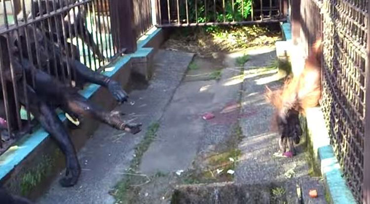 Este orangután cautivo da comida a sus amigos en un acto de bondad NUNCA VISTO ANTES