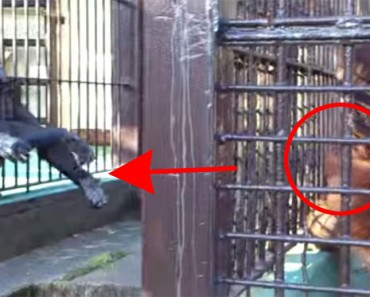 Este orangután cautivo da comida a sus amigos en un acto de bondad NUNCA VISTO ANTES 1