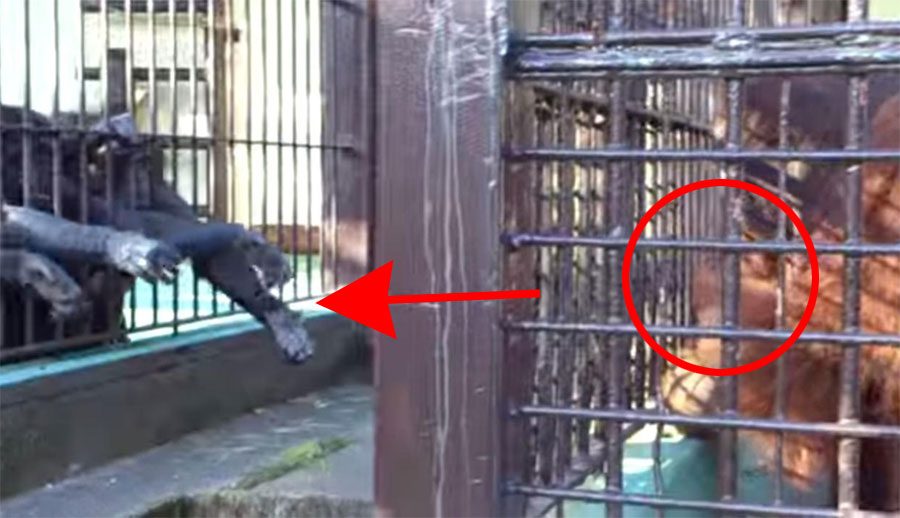 Este orangután cautivo da comida a sus amigos en un acto de bondad NUNCA VISTO ANTES 2