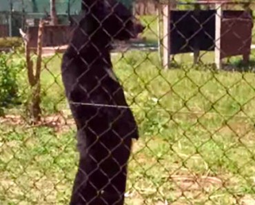 Este oso que había sido rescatado es SORPRENDIDO, ¡caminando de pie como un humano! 1