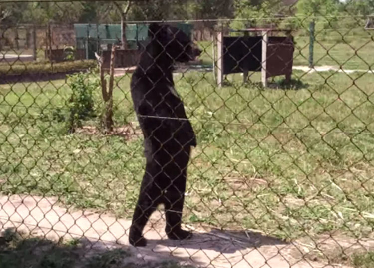 Este oso que había sido rescatado es SORPRENDIDO, ¡caminando de pie como un humano! 1