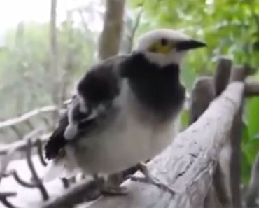 Cuando ÉSTE pájaro se posó junto a ellos en un parque, ¡NO ESPERABAN ESTO!