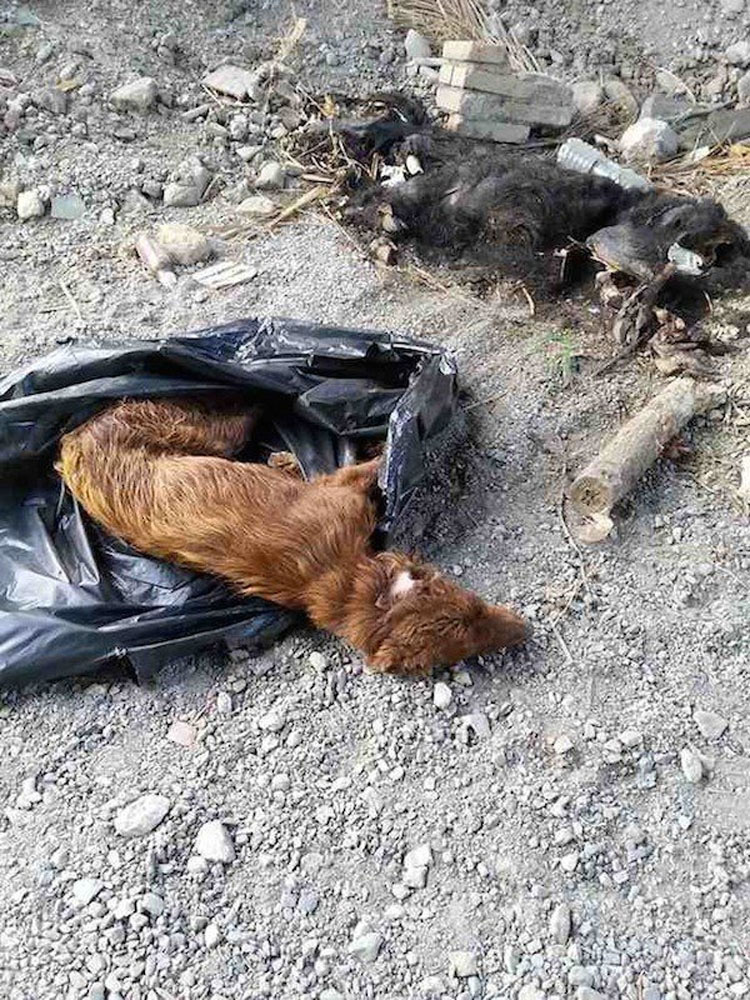 Vio movimiento en una bolsa de basura así que la abrió. ¡Lo que había dentro es DESGARRADOR!