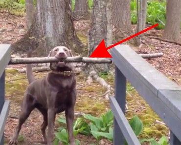Este inteligente perro se da cuenta de cómo llevar un gran palo a través de un puente estrecho