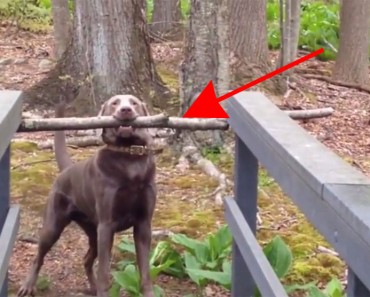 Este INTELIGENTE perro se da cuenta de cómo llevar un gran palo a través de un puente estrecho 5 Este inteligente perro se da cuenta de cómo llevar un gran palo a través de un puente estrecho