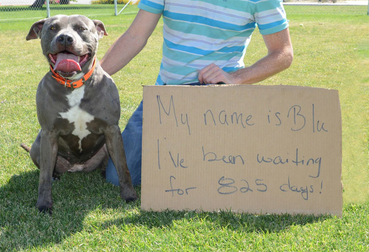 18 años y todavía no tiene hogar: La desgarradora historia del perro más ignorado de Estados Unidos