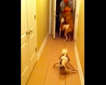 Esta perra paralítica encuentra la fuerza para dar la bienvenida a casa a su dueño que regresa de una misión