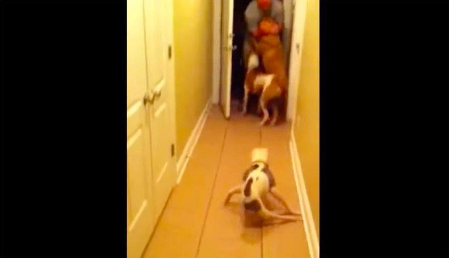 Esta perra paralítica encuentra la fuerza para dar la bienvenida a casa a su dueño que regresa de una misión