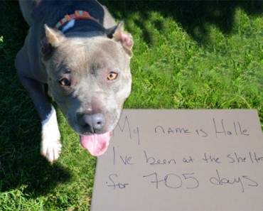 18 años y todavía no tienen hogar: La desgarradora historia de los perros más ignorados de Estados Unidos