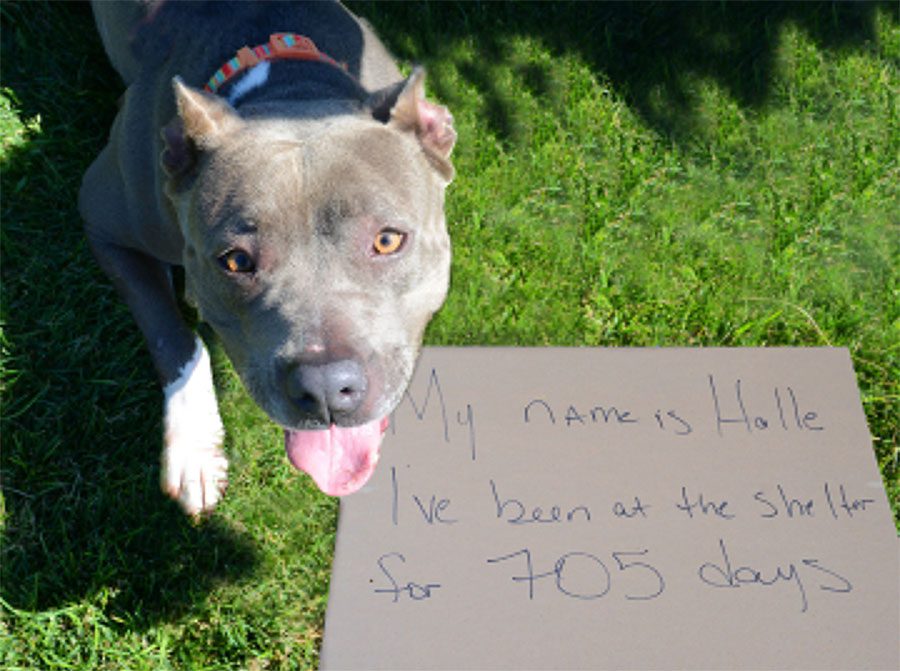 18 años y todavía no tienen hogar: La desgarradora historia de los perros más ignorados de Estados Unidos