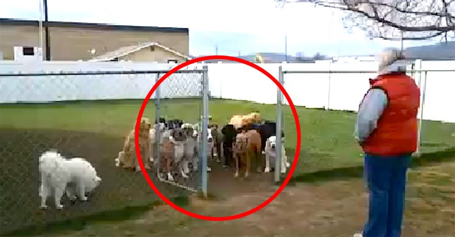 Puso 16 perros detrás de una cerca. Ahora mira lo que HACEN (atención al último)