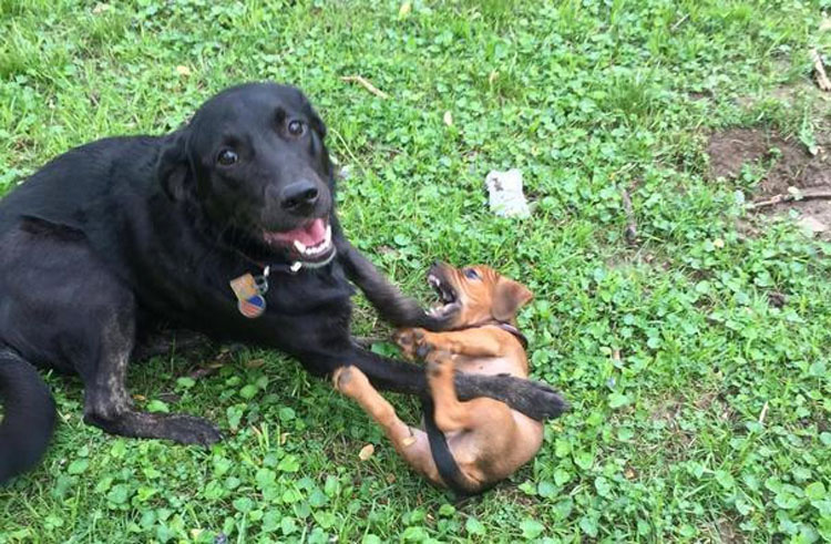 19 perros ENAMORADOS del nuevo cachorro. Atención al #12