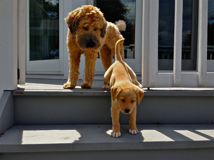 19 perros ENAMORADOS del nuevo cachorro. Atención al #12