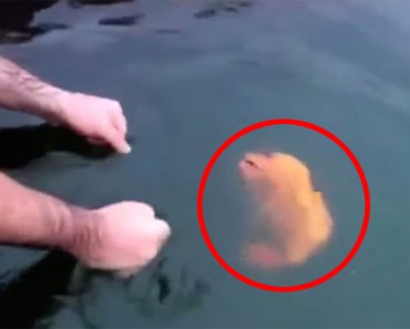 Dicen que muerde como una piraña. Ahora observa lo que sucede cuando trata de agarrar este pez 2 Dicen que muerde como una piraña. Ahora observa lo que sucede cuando trata de agarrar este pez