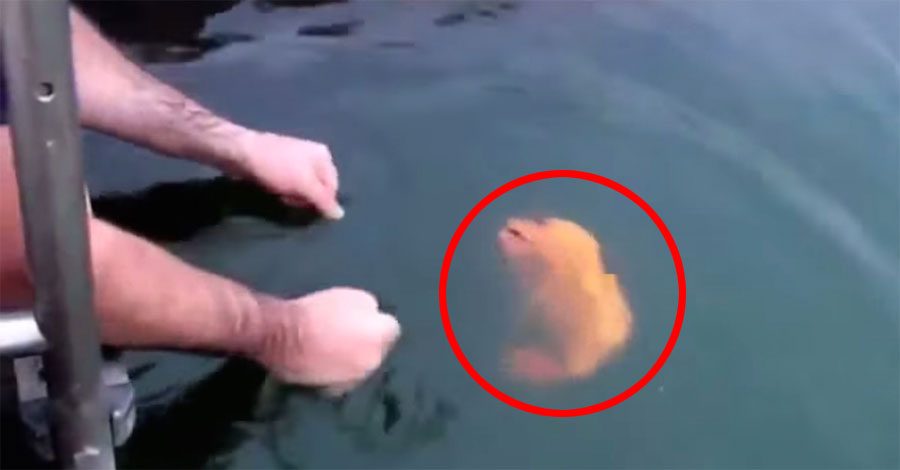 Dicen que muerde como una piraña. Ahora observa lo que sucede cuando trata de agarrar este pez