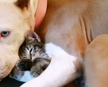 21 razones por las cuales los Pit bulls son los MEJORES cuidadores del mundo 4 21 razones por las cuales los Pit bulls son los MEJORES cuidadores del mundo