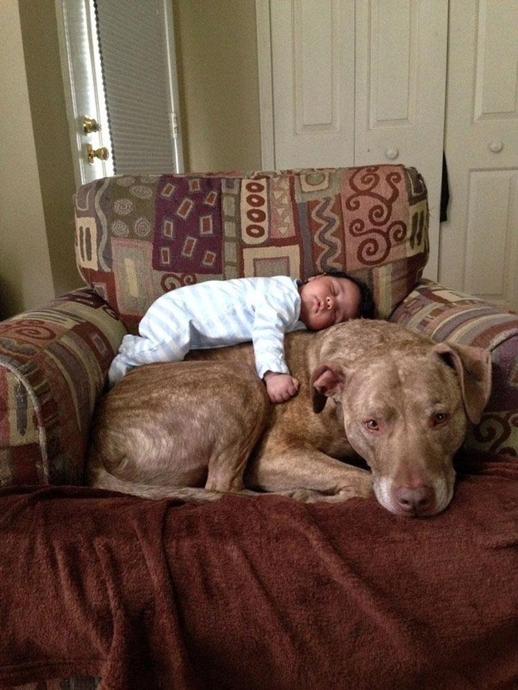 21 razones por las cuales los Pit bulls son los MEJORES cuidadores del mundo