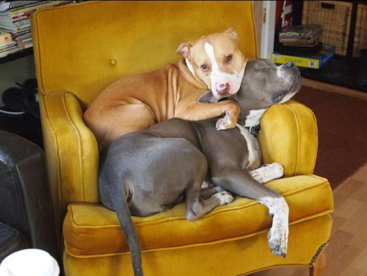 21 razones por las cuales los Pit bulls son los MEJORES cuidadores del mundo