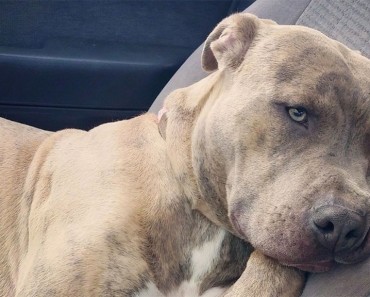 Este afligido pitbull necesita desesperadamente un nuevo hogar después del SUICIDIO de su propietario 1