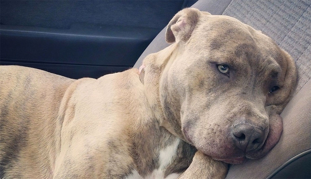Este afligido pitbull necesita desesperadamente un nuevo hogar después del SUICIDIO de su propietario