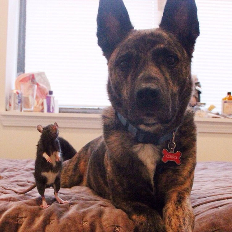 Este buen perro de terapia y esta adorable rata forma un EXTRAÑO duo de amigos INSEPARABLES