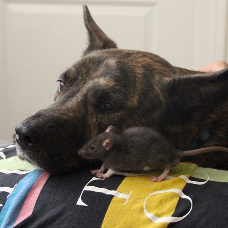 Este buen perro de terapia y esta adorable rata forma un EXTRAÑO duo de amigos INSEPARABLES