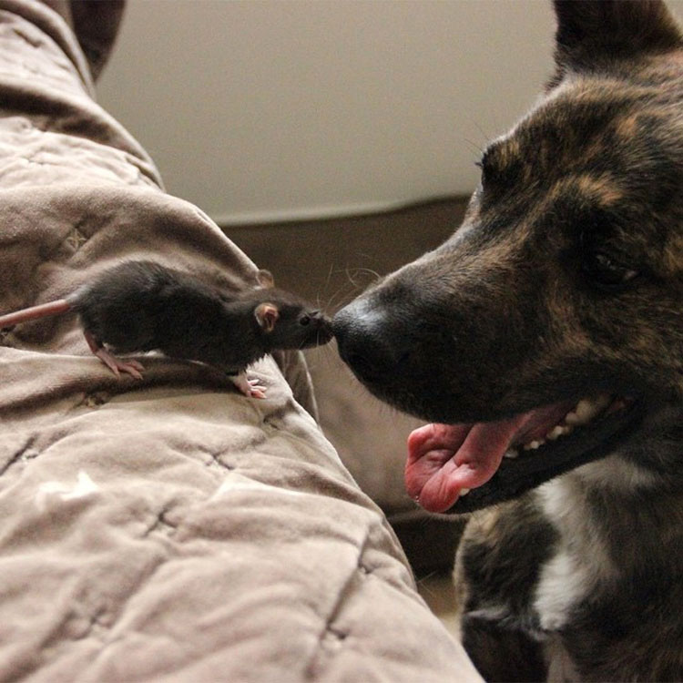 Este buen perro de terapia y esta adorable rata forma un EXTRAÑO duo de amigos INSEPARABLES