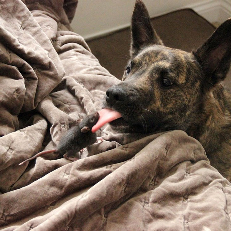 Este buen perro de terapia y esta adorable rata forma un EXTRAÑO duo de amigos INSEPARABLES