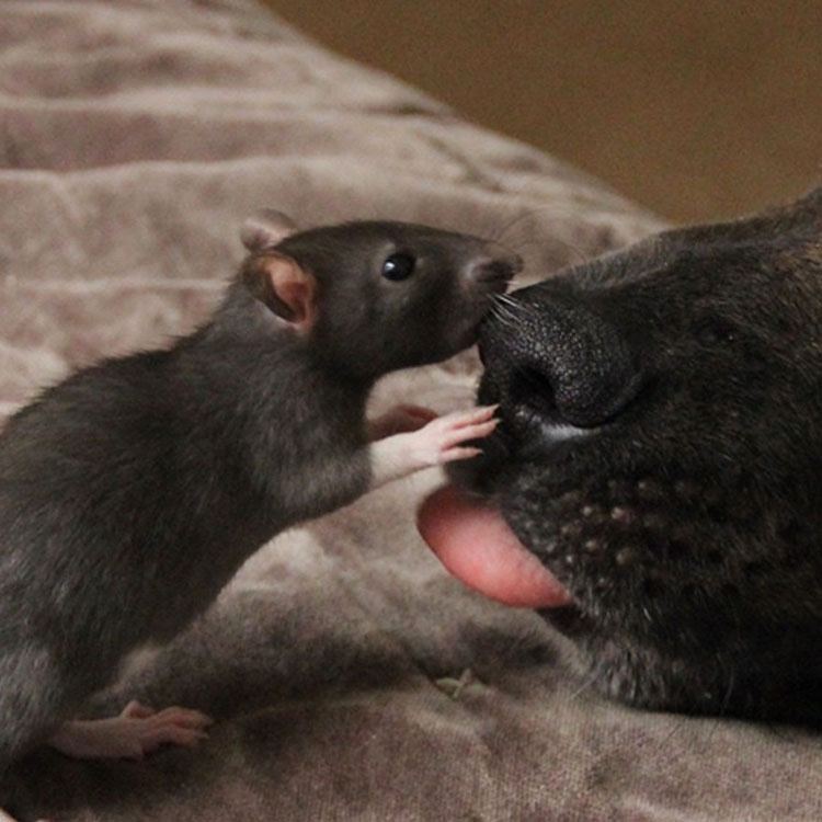 Este buen perro de terapia y esta adorable rata forma un EXTRAÑO duo de amigos INSEPARABLES