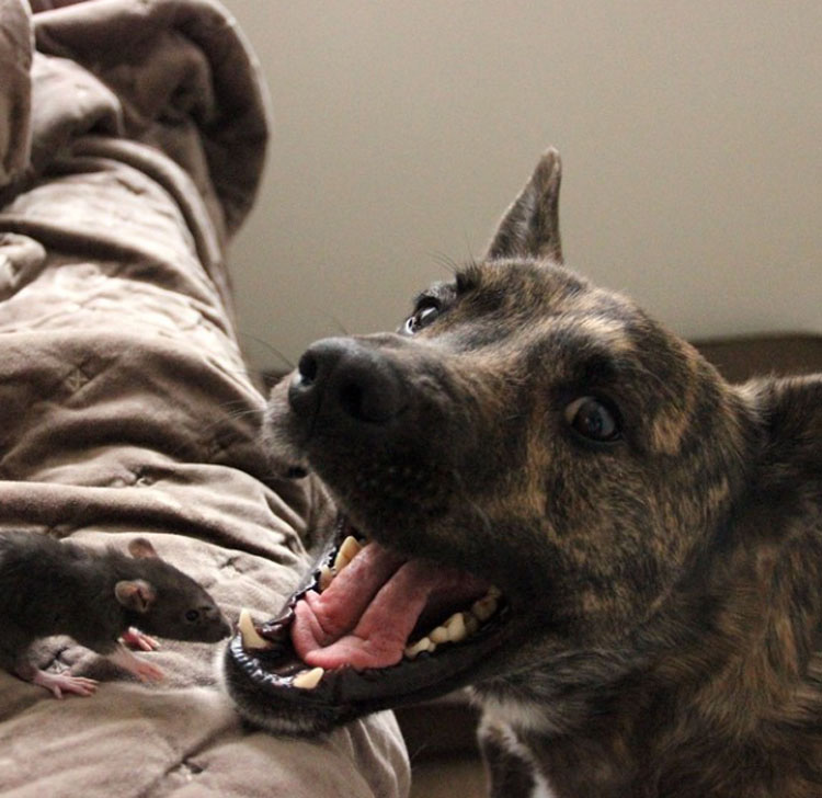 Este buen perro de terapia y esta adorable rata forma un EXTRAÑO duo de amigos INSEPARABLES