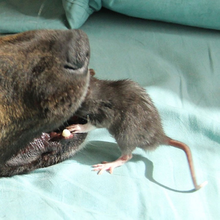 Este buen perro de terapia y esta adorable rata forma un EXTRAÑO duo de amigos INSEPARABLES