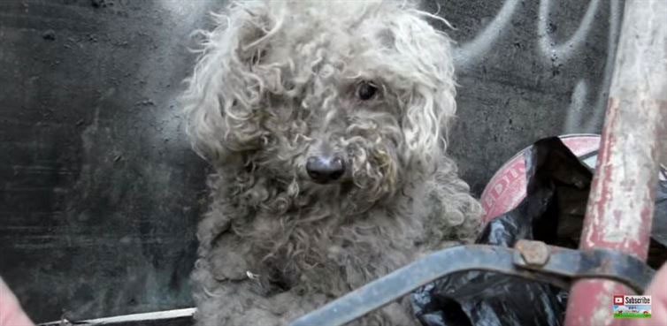 Encontraron a este perro ciego sobre un montón de basura. El final es una transformación INCREÍBLE