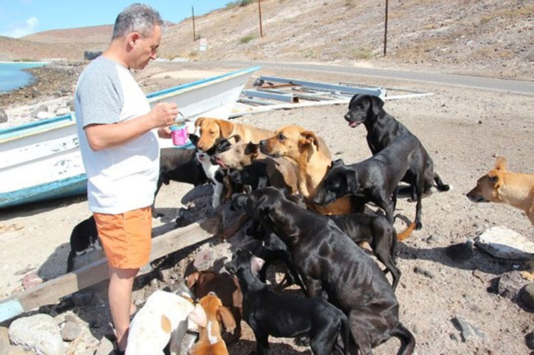 Mientras estaban de vacaciones esta pareja hizo algo SORPRENDENTE, ¡rescataron a 34 gatos y perros abandonados!