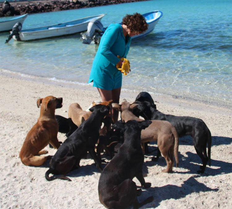 Mientras estaban de vacaciones esta pareja hizo algo SORPRENDENTE, ¡rescataron a 34 gatos y perros abandonados!