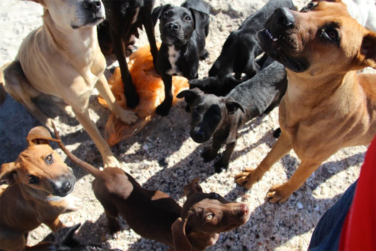 Mientras estaban de vacaciones esta pareja hizo algo SORPRENDENTE, ¡rescataron a 34 gatos y perros abandonados!