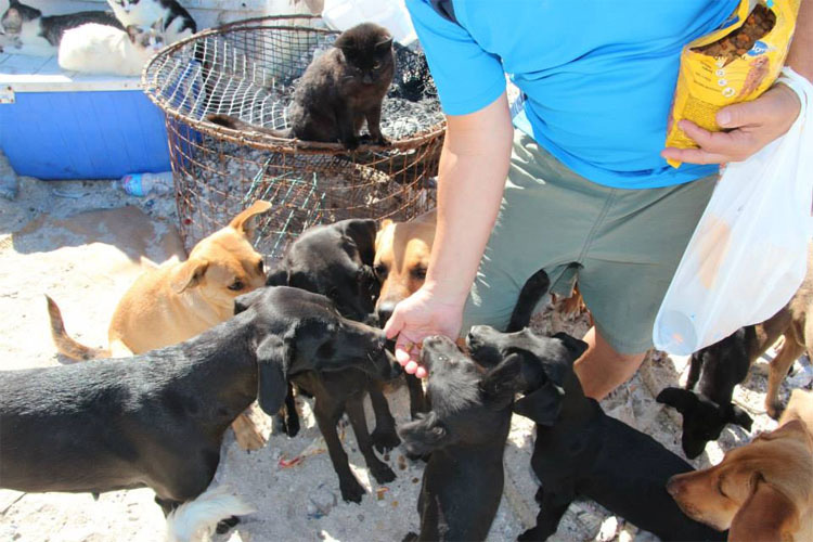 Mientras estaban de vacaciones esta pareja hizo algo SORPRENDENTE, ¡rescataron a 34 gatos y perros abandonados!