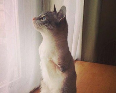 Roux el "gato-conejo" que sin patas delanteras NADA la frena y SORPRENDE a Internet 9 Roux el "gato-conejo" que sin patas delanteras NADA la frena y SORPRENDE a Internet 2