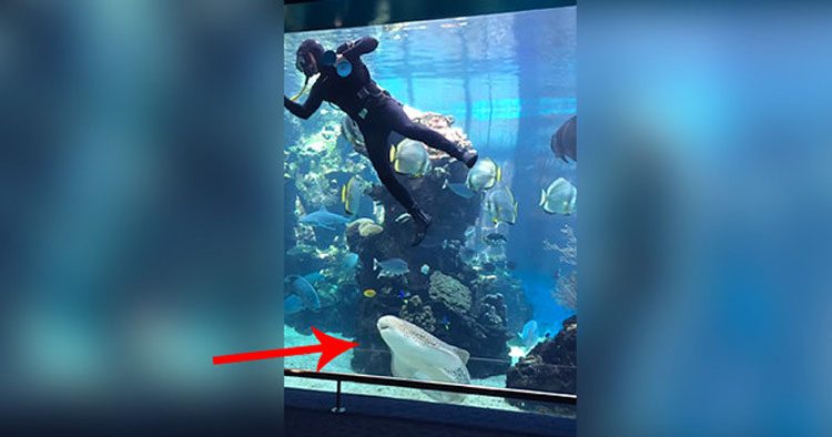 Cuando un tiburón sorprende a un buzo en un acuario, SUCEDE algo impresionante