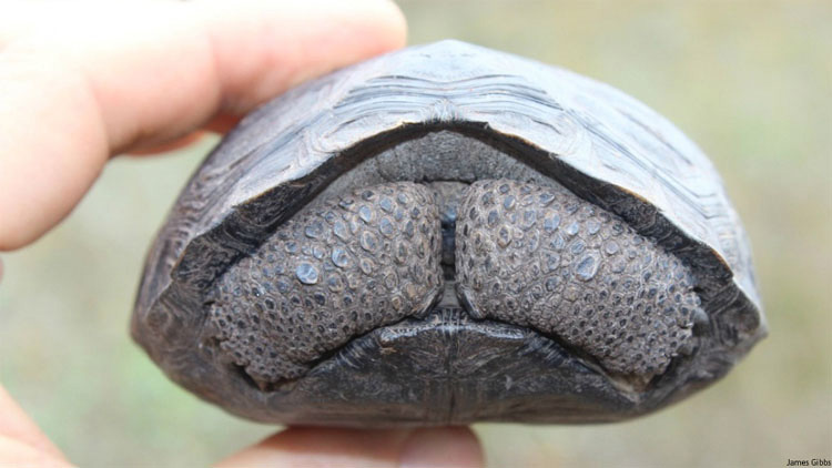 Tortuga bebé encontrada en las Islas Galápagos por PRIMERA VEZ en más de 100 años 2