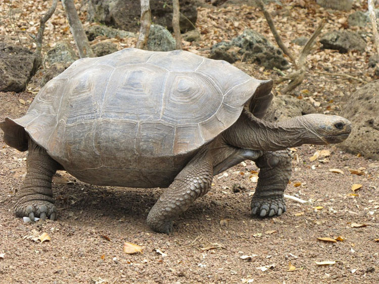 Tortuga bebé encontrada en las Islas Galápagos por PRIMERA VEZ en más de 100 años 3