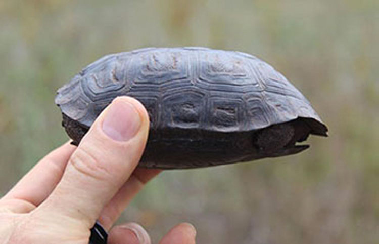 Tortuga bebé encontrada en las Islas Galápagos por PRIMERA VEZ en más de 100 años 4