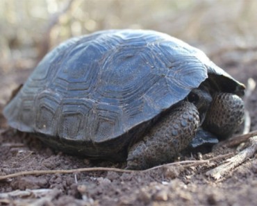 Tortuga bebé encontrada en las Islas Galápagos por PRIMERA VEZ en más de 100 años 2