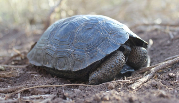 Tortuga bebé encontrada en las Islas Galápagos por PRIMERA VEZ en más de 100 años 1