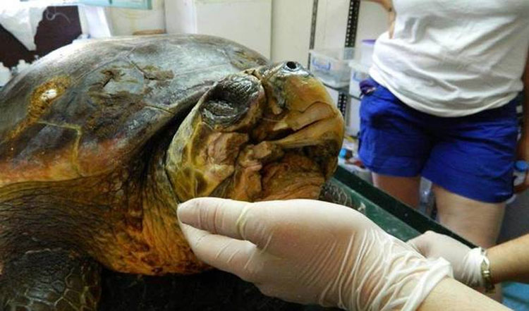Esta tortuga marina con la mandíbula destrozada obtiene una nueva mandíbula y una nueva oportunidad de vida