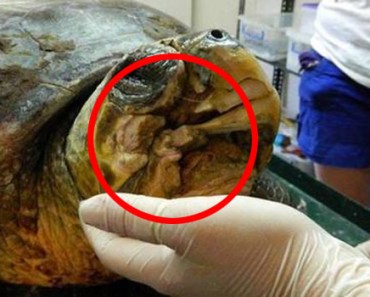 Esta tortuga marina con la mandíbula DESTROZADA obtiene una nueva mandíbula y una nueva oportunidad de vida 1 tortuga-mandibula-impresora-3d