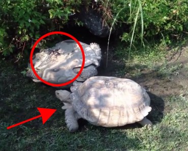 INCREÍBLE comportamiento animal: Esta tortuga es rescatada por otra compañera 1
