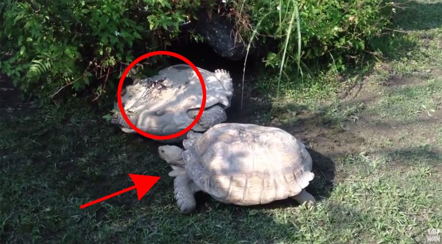 INCREÍBLE comportamiento animal: Esta tortuga es rescatada por otra compañera 1