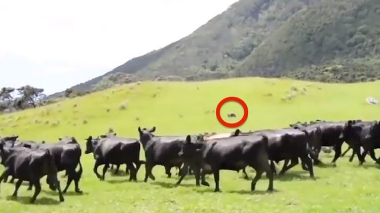 Espere hasta que vea lo que estas vacas están persiguiendo. ¡HILARANTE!