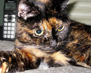 El gato más viejo del mundo muere a los 27 años, este era su SECRETO